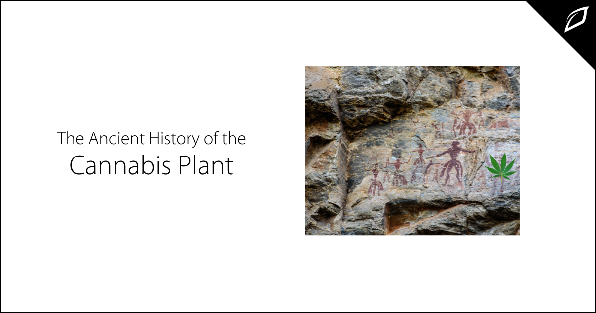 The Ancient History Of The Cannabis Plant